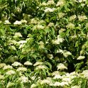 Cornus amomum fleur P1D P2C (2)
